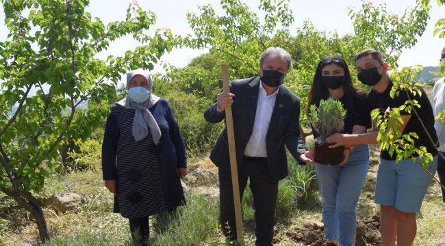 Bornova'da Lavanta Bahçesi!