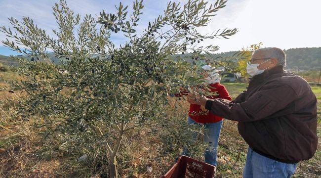 Zeytin Hasadının Geliri Öğrencilere Burs Olacak! 