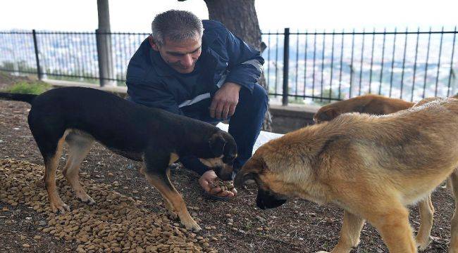 İzmir'de Sokak Hayvanları Daha Güvende Olacak