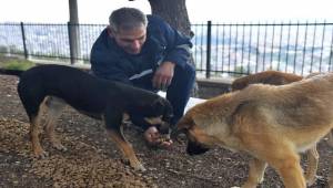 İzmir'de Sokak Hayvanları Daha Güvende Olacak