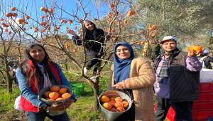 Trabzon Hurması İhtiyaç Sahipleri İçin Hasat Edildi