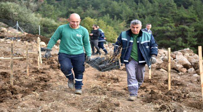 Bornova'da Misket Üzümü Dikildi