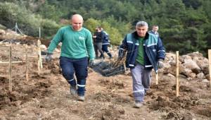 Bornova'da Misket Üzümü Dikildi