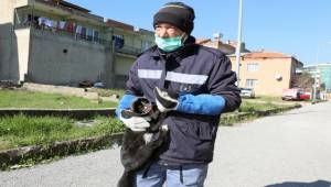 Gaziemir Veteriner Ekipleri Kediyi Ölümden Kurtardı
