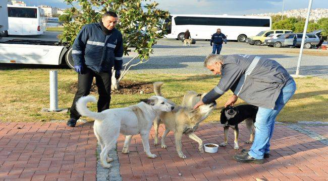 Büyükşehir Soğukta Kalan Can Dostlarını Unutmadı