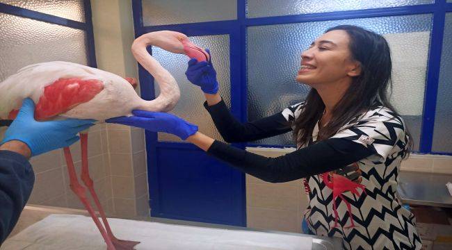 Hasta Flamingo'ya İBB Veteriner Hizmetleri Sahip Çıktı