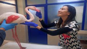 Hasta Flamingo'ya İBB Veteriner Hizmetleri Sahip Çıktı