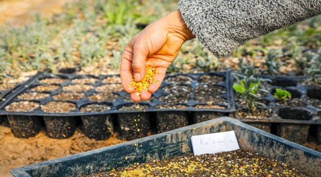 Seferihisar'da Tohum Takas Şenliği