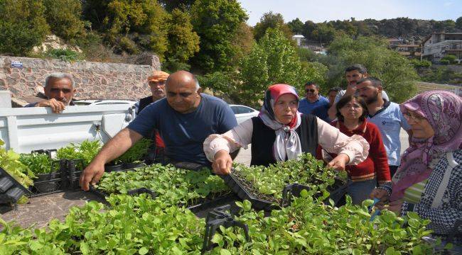 Bornova’nın tohumları yayılıyor