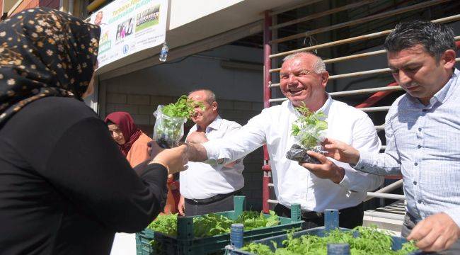 Kemalpaşa'da çiftçilere fide dağıtımı