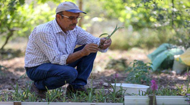 Salep için çalışmalar devam ediyor