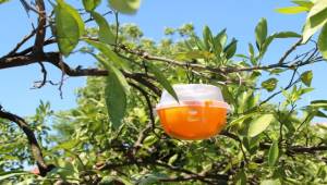 Akdeniz meyve sineği için tuzaklar kuruluyor