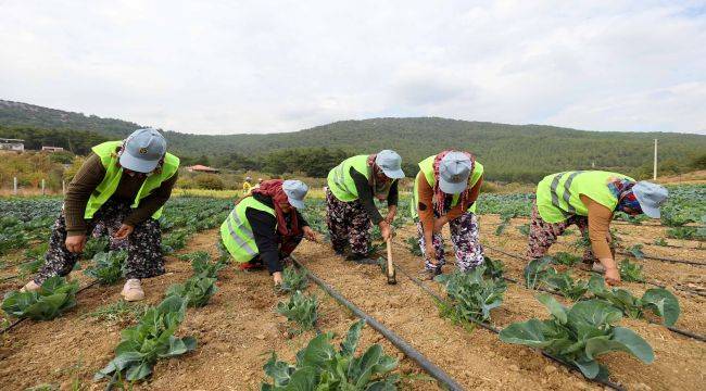 Bucalı çiftçilerden kış sezonunun ilk hasadı