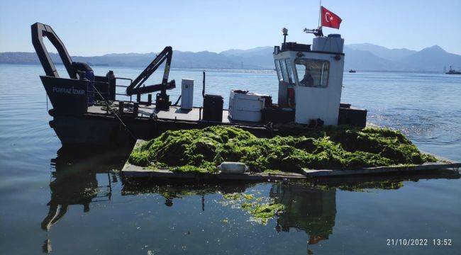 Körfez’de oluşan deniz marulları temizleniyor