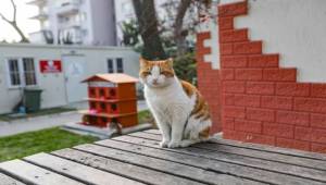 Bayraklı’da modern kedi evleri