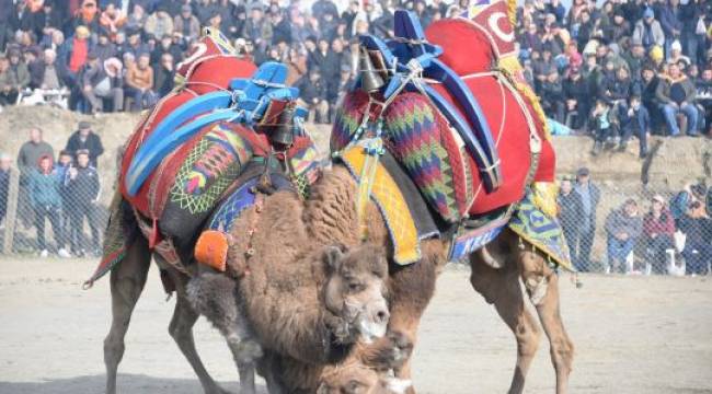 Bergama Deve Güreşleri için geri sayım başladı