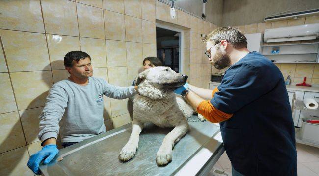 İzmir depremzede köpeğe yuva oldu