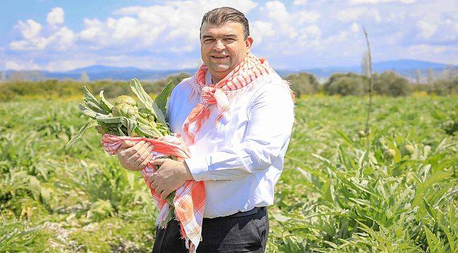 Seferihisar'da Enginar Zamanı