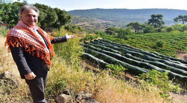 Bornova Kınalı Bamyası tohumuna koruma 