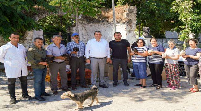 Seferihisar Belediyesi'nden 400 çiftçiye, 4 bin tavuk