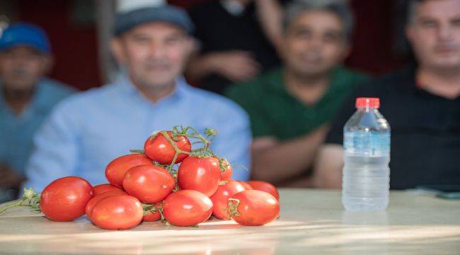 Başkan Soyer domates ve karpuz hasadına katıldı