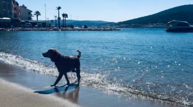 Çeşme Belediyesi’ne hayvanseverlerden tepki