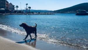 Çeşme Belediyesi’ne hayvanseverlerden tepki