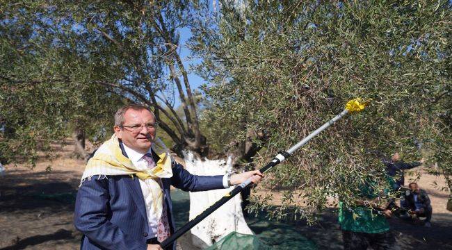 Ayvalık 18. Uluslararası Zeytin Hasat Festivali başlıyor