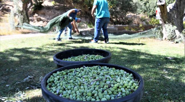 Bornova Belediyesi’nden zeytincilik eğitimi