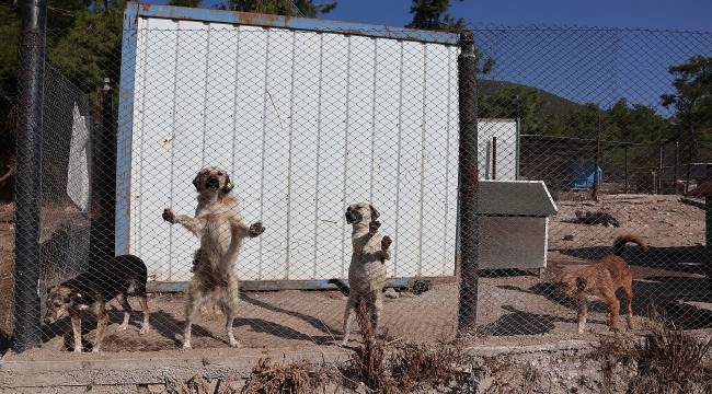 Egeli ihracatçılardan barınak hayvanlarına mama yardımı