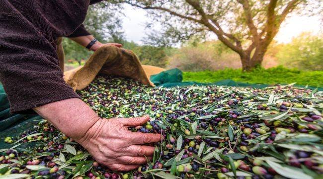 Sofralık zeytin ihracatı döviz bazında yüzde 52 arttı