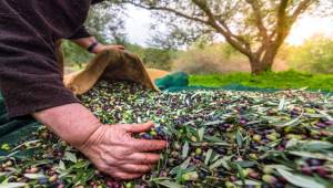 Sofralık zeytin ihracatı döviz bazında yüzde 52 arttı