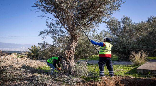 Zeytin ağaçlarının taşıma işlemi başladı 