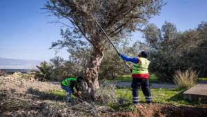 Zeytin ağaçlarının taşıma işlemi başladı 