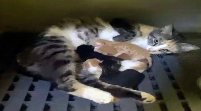 Yavru kedileri Buca Belediyesi ekipleri kurtardı