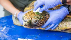 Körfez’deki yaralı Caretta caretta kurtarıldı