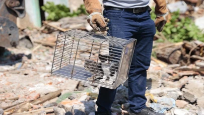 Kurtarılan Yavru Kediler Sıcak Bir Yuva Bekliyor