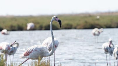 Flamingo Yolu turları başladı