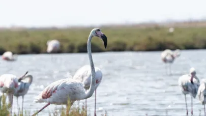 Flamingo Yolu turları başladı