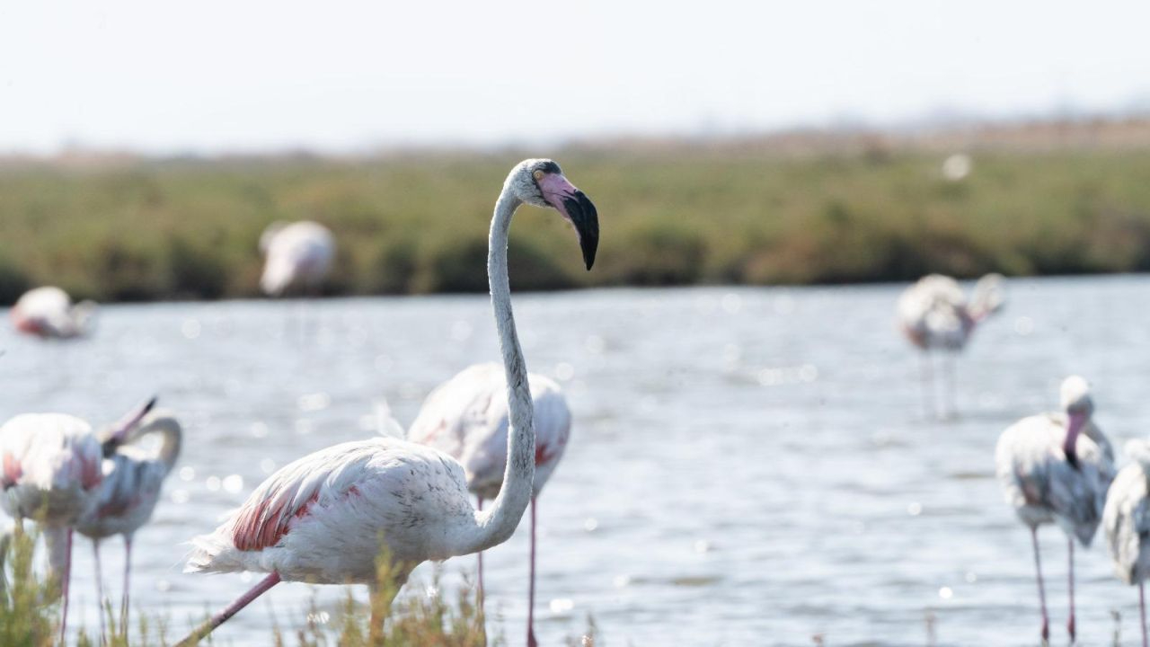 Flamingo Yolu turları başladı