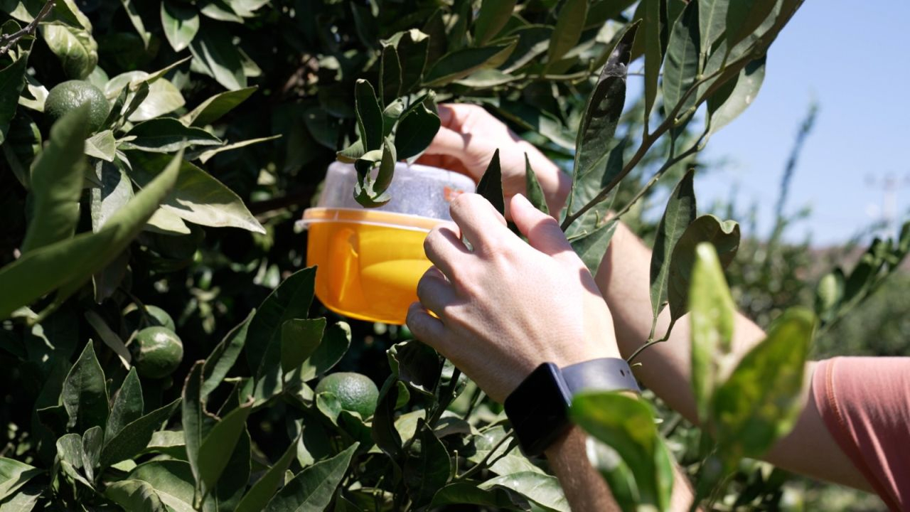 Büyükşehir’den üreticiye Akdeniz meyve sineği ile mücadele desteği