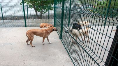 Bakioğlu Can Dostlarımız Yaşam Merkezi ve Bakımevi açılıyor!