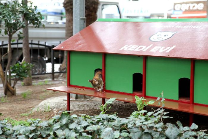 Can dostlara ‘kalıcı’ yuva