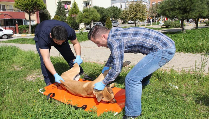 HAYVAN AMBULANSI İLE CAN BULUYORLAR