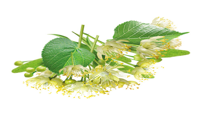 BAĞIŞIKLIK SİSTEMİNİ GÜÇLENDİREN BİTKİ ÇAYLARI