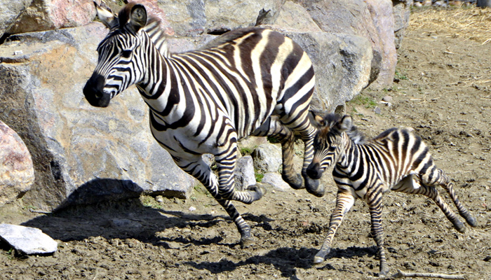 Doğal Yaşam’ın ilk zebrası