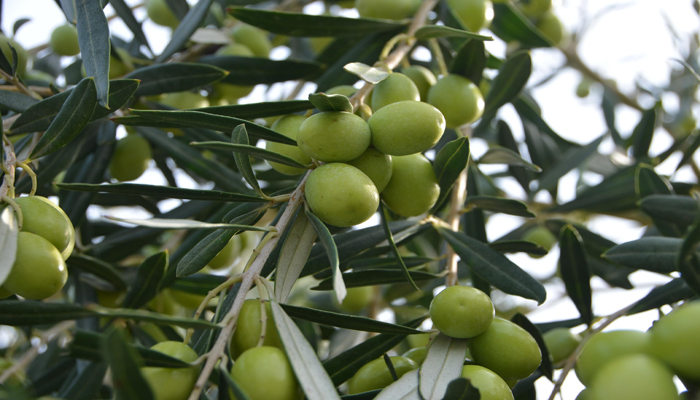 “Zeytin’in yolculuğu”nda  sıra üçüncü adımda