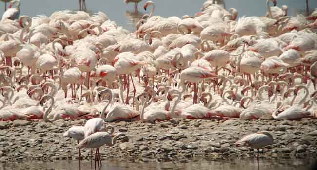 Flamingolar Rekora Koşuyor