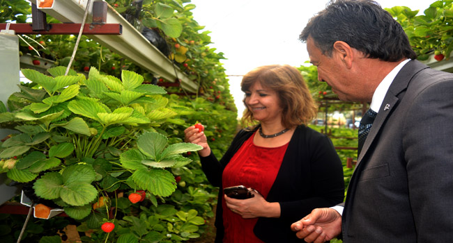 Kursiyerdi, Patron Oldu