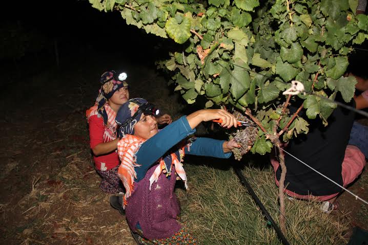 URLA’NIN BAĞLARI’NDA GECE HASATI YAPILDI